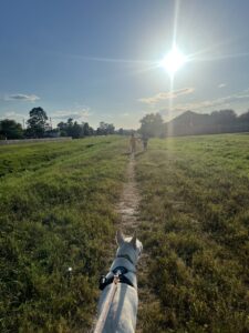 Coach Melina's view of her sons and pup while taking a walk on a sunny day